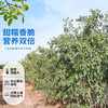 西域美农美仁派 150g/袋 1kg/盒  枣子绵甜 核桃香脆红枣夹核桃升级版 商品缩略图7
