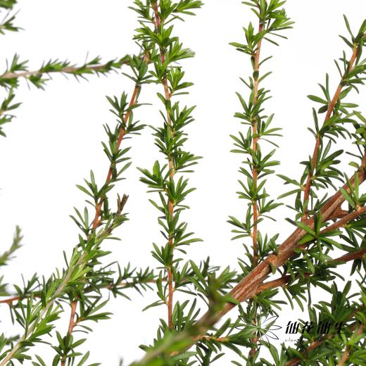 叶材 | 白星叶 商品图2