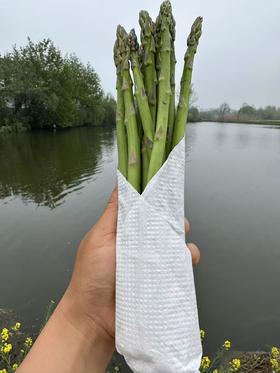 【下单赠白芦笋半斤】2026头茬芦笋生态头茬，绿色认证鲜嫩可口，去根保留鲜嫩部分 基地直邮