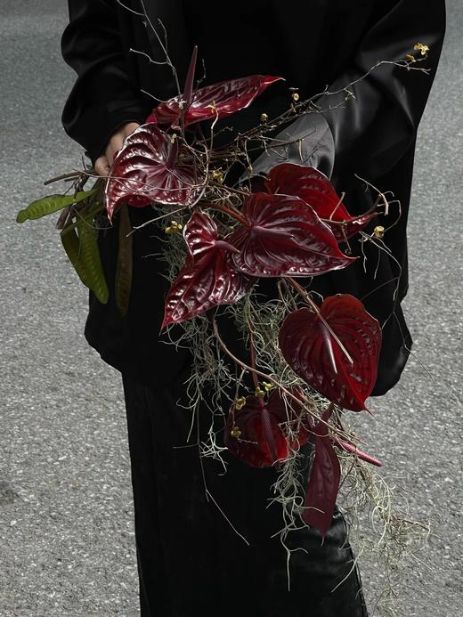 精品红掌尼诺黑掌一盒 商品图2