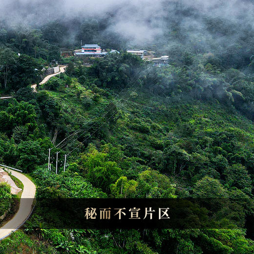 【镇店之宝】【鼎票】茶界奢品2018年易武白猴山2号3号树 ，真正茶圈发烧友的宝物，一口肾上腺飙升，357g/饼，5饼/提 每一提均为锡罐包装 商品图1