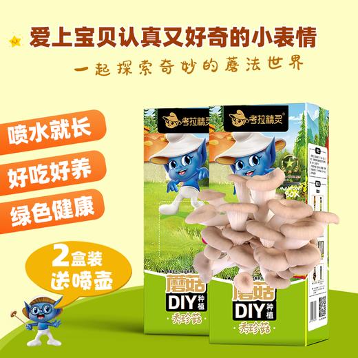 【可食用性蘑菇 收到需尽快种植】考拉精灵平菇蘑菇种植包菌包2盒装 可食用儿童diy菌菇棒菌种子盆栽 商品图2
