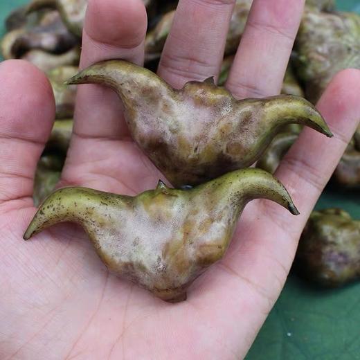 【3斤十堰主城区包邮】 时令新品 水八仙 湖北洪湖鲜菱角 粉糯香甜 生熟皆可食用  1斤/3斤 （周六发货） 商品图1