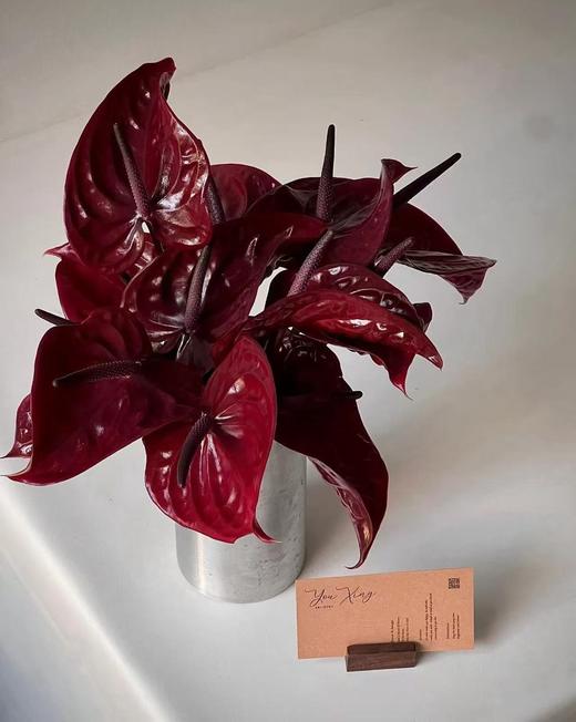 精品红掌尼诺黑掌一盒 商品图1