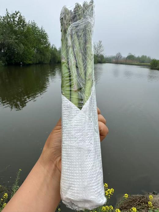 2026头茬芦笋生态头茬，绿色认证鲜嫩可口，去根保留鲜嫩部分 基地直邮 商品图1