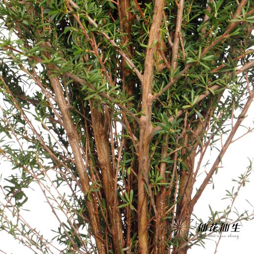 叶材 | 白星叶 商品图3