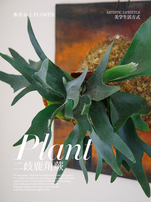 板植鹿角蕨 商品图1