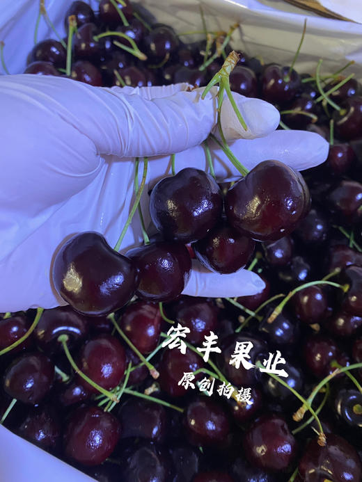 宏丰精选 美国车厘子硬度好 口感甜脆 长腿绿身 活动价138元2斤 商品图5