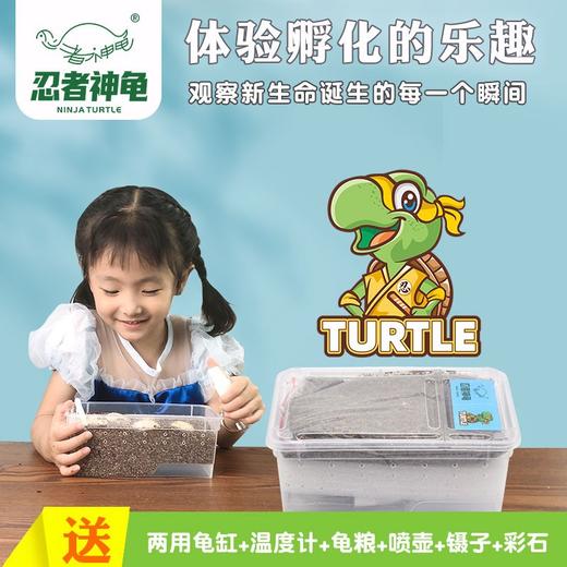 【观察新生命诞生的瞬间】忍者神龟乌龟蛋可孵化套装 中华草龟巴西龟 活物小宠物龟 体验孵化的乐趣【种植养殖玩具】 商品图1