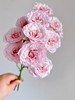 国产多头玫瑰花仙女罗拉10支 商品缩略图4