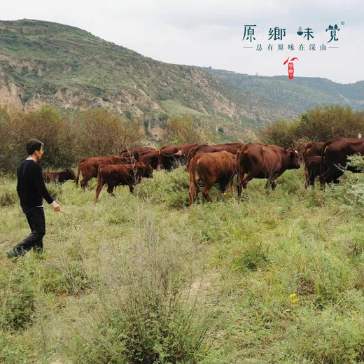 【3斤起发】【冷冻发货12月21号左右发货】生态土黄牛肉（基地直发-顺丰冷链）| 来自甘肃庆阳，生产者：吴龙龙【公平贸易，合作生产】 商品图5