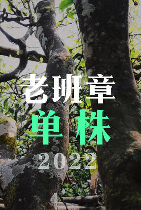 2022【老班章单株】，霸气直入人心