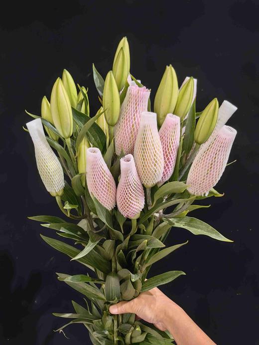 精品戴安娜重瓣多头百合5支 商品图4