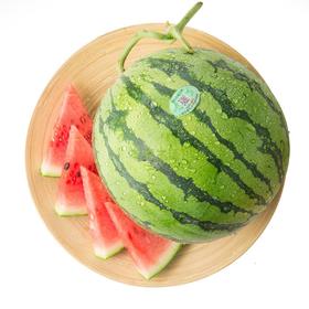 南汇8424西瓜1个礼盒装 单果3kg以上