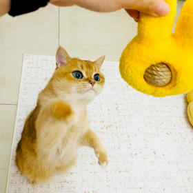 袋鼠头宠物麻球玩具