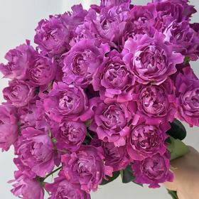 多头玫瑰 | 梅子海葵