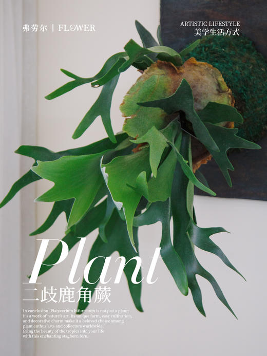 板植鹿角蕨 商品图1