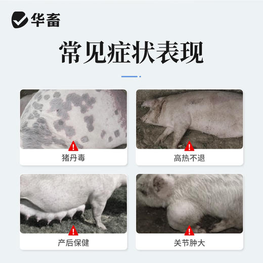 华畜 400万注射用青霉素钾20支 猪丹毒 产后保健 商品图1