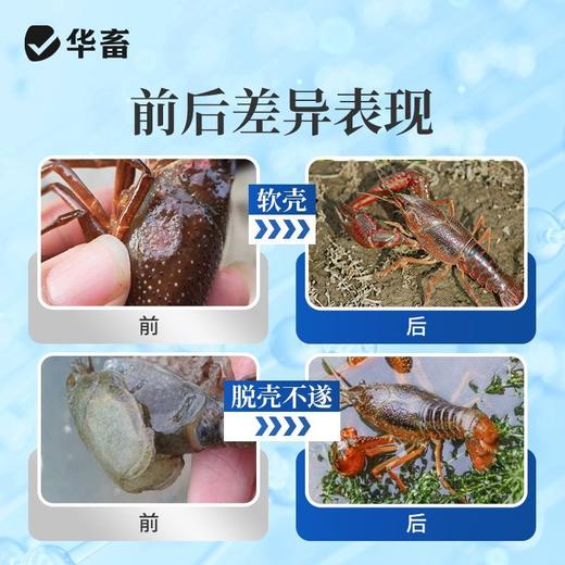 华畜虾蟹离子钙片水产养殖硬壳宝小龙虾蟹脱壳素补钙软壳脱壳促长 商品图3