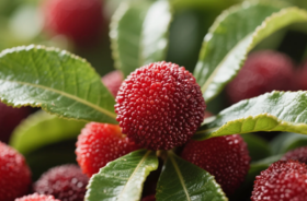 6月吃它正当时，还能保护血管，对身体别有一番好处！