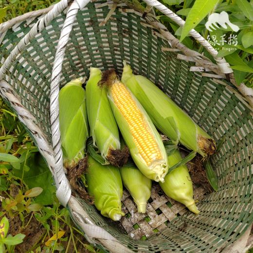 有机甜玉米 | 合作生产*Ecological fruit corn|  Partner Production 商品图3