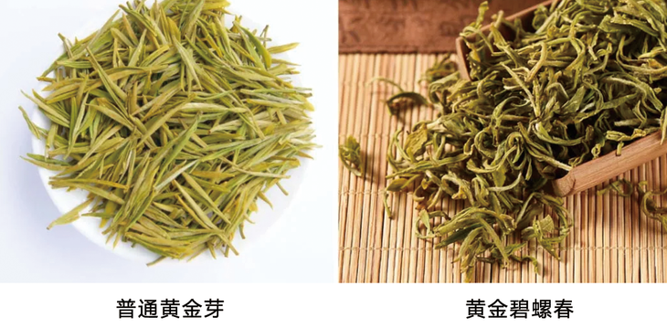 黄金芽茶贵吗