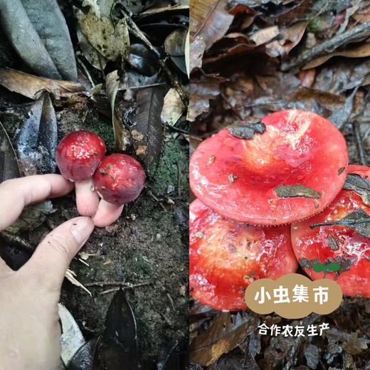 诏安乌山红菇干 深山采集 50g/袋 | 合作农友生产，产自福建诏安，生产者：张雪玲 &【公平贸易农人定价】 商品图2