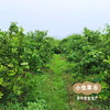 生态无籽青柠檬 3斤 | 合作农友生产，产自福建漳州，生产者：戴胜利 *【公平贸易农人定价】 商品缩略图7
