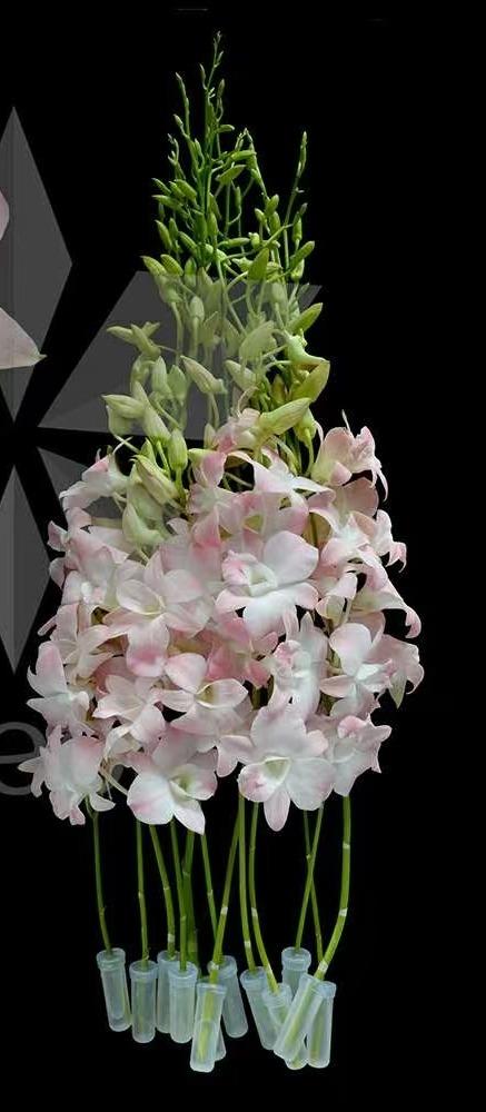 兰花 | 洋兰粉色 商品图0