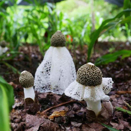 阿比该竹荪30g 商品图4