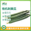 有机刺黄瓜500g 商品缩略图0