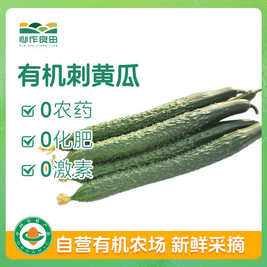 有机刺黄瓜500g 商品图0