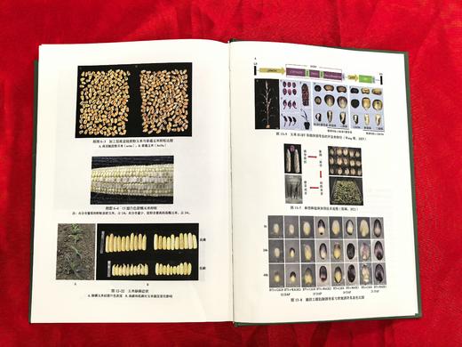 【新书上市】《玉米育种学》（第三版） 【中国农业出版社官方正版，可开发票】 商品图3