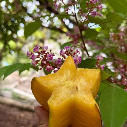 生态杨桃干 | 云南干热河谷生长 商品图6