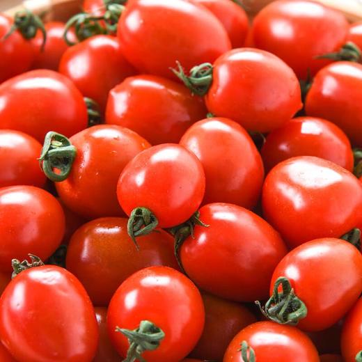 小番茄1kg 商品图3