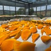 生态芒果干（无糖）70克*3袋/5袋 商品缩略图3