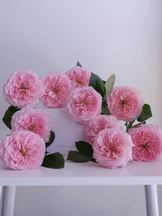 粉梅拉玫瑰【堤坝上有兜卖风筝的小贩，他们在预售浪漫】简小姐精选粉色 稀有玫瑰粉梅拉 2件包邮 下单7天发货 商品图4