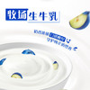 蒙牛纯甄蓝莓果粒风味酸奶200g*10盒 送礼盒装 商品缩略图4