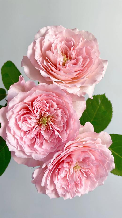 粉梅拉玫瑰【堤坝上有兜卖风筝的小贩，他们在预售浪漫】简小姐精选粉色 稀有玫瑰粉梅拉 2件包邮 下单7天发货 商品图5