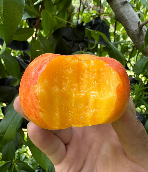 南庄神蟠系列，彩虹油蟠桃，保证8成熟采摘，无农药，无膨大剂，硬着脆甜，带手感爆汁甜，怎么吃都好吃，5斤/箱 商品图0