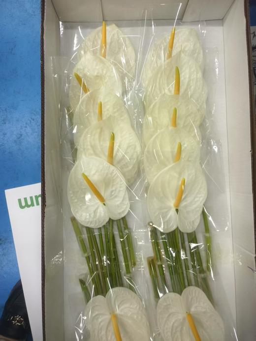 掌 | 小白 商品图0