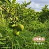 生态无籽青柠檬 3斤 | 合作农友生产，产自福建漳州，生产者：戴胜利 *【公平贸易农人定价】 商品缩略图12