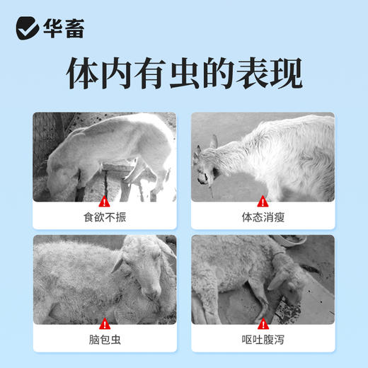 华畜 0.2g高含量吡喹酮片50片/瓶 肝脑清 驱虫促长 防治脑包虫 动物血吸虫病 用于治多种虫类 商品图1