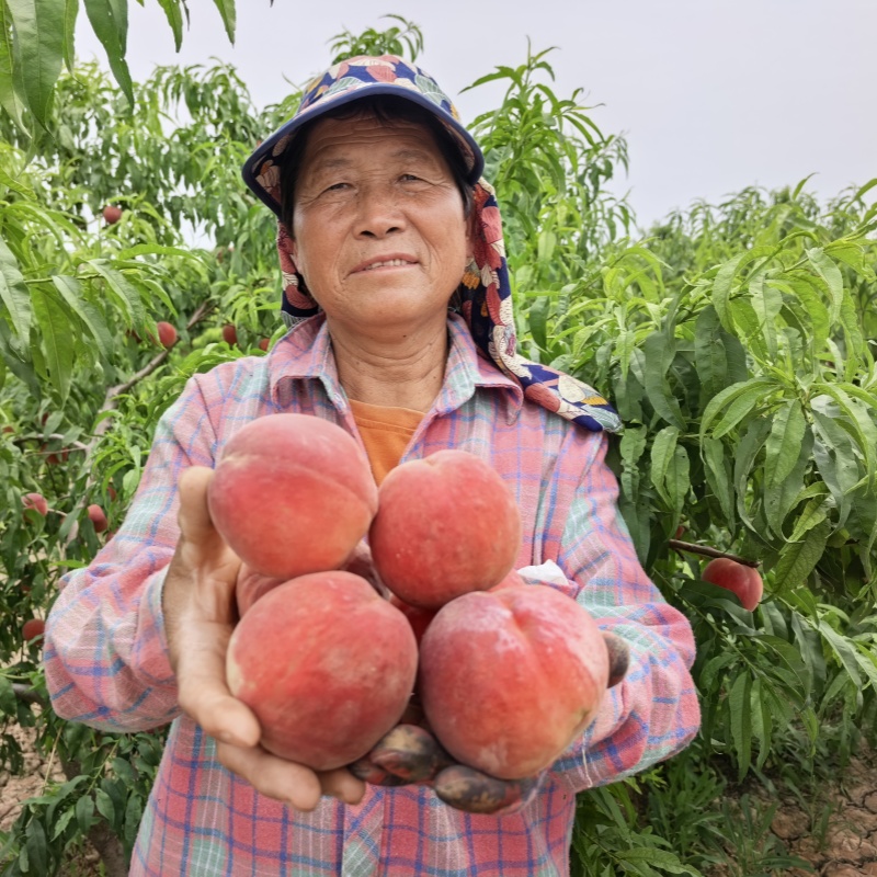 仲夏香妃红蜜桃【霸王脆桃】|山人优选，一口能品尝到的脆甜味，咀嚼清甜的桃子汁直接流出，越吃越香