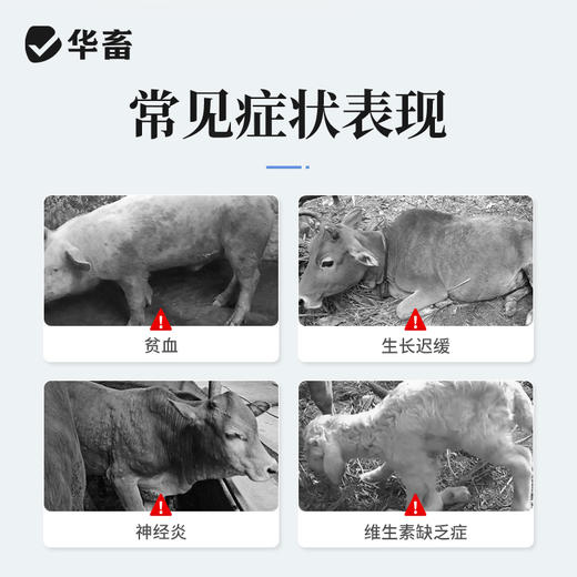 华畜 维生素B12注射液10支装 用于幼畜缺乏维生素B12所致的贫血 生长迟缓 马牛羊猪用 商品图1