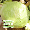 【预售7月5号/6号发货】生态高原大白菜/牛心莲白（农场直发-顺丰包邮）|4-4.5斤装，来自四川小金，生产者：吴明清【合作生产，公平贸易】 商品缩略图4