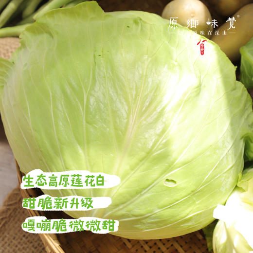 【预售7月5号/6号发货】生态高原大白菜/牛心莲白（农场直发-顺丰包邮）|4-4.5斤装，来自四川小金，生产者：吴明清【合作生产，公平贸易】 商品图4