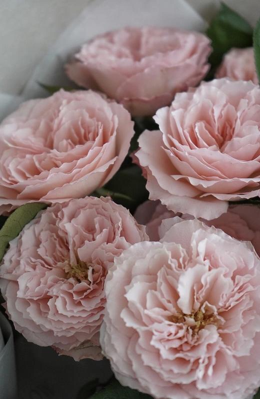 粉梅拉玫瑰【堤坝上有兜卖风筝的小贩，他们在预售浪漫】简小姐精选粉色 稀有玫瑰粉梅拉 2件包邮 下单7天发货 商品图2