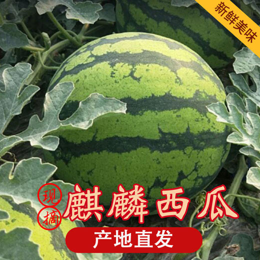 【香甜爽口，甜蜜爆汁~】麒麟西瓜水果 新鲜10斤爆甜多汁 沙瓤薄皮手撕 应季水果麒麟瓜美都-QQ 商品图0