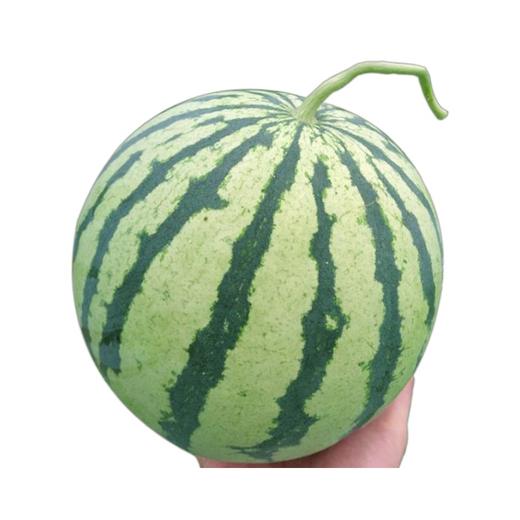 【香甜爽口，甜蜜爆汁~】麒麟西瓜水果 新鲜10斤爆甜多汁 沙瓤薄皮手撕 应季水果麒麟瓜美都-QQ 商品图4